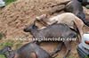 Cattle trafficking detected at Gurupur ; culprits flee